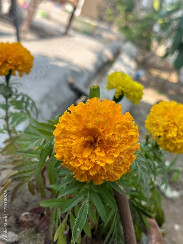 Tagetes lemmonii (Mexican Marigold) Flower. Tagetes erecta. Beautiful yellow-orange flower. A Joyful Chorus of Tagetes Blossoms Basking in Sunlight photo