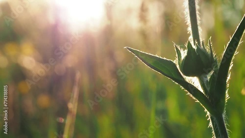 Background video - a small prickly green flower in a field at sunset, macro, shallow depth of field photo