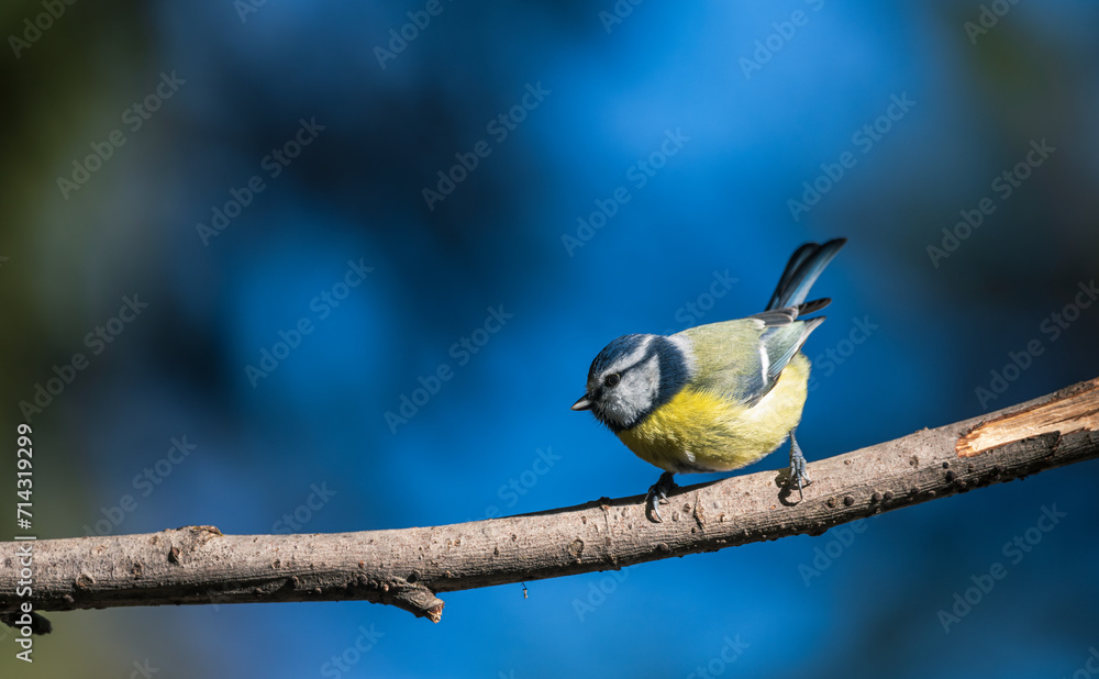 Obraz premium Blue tit, Parus caeruleus, single bird on branch with bokeh background, blue background