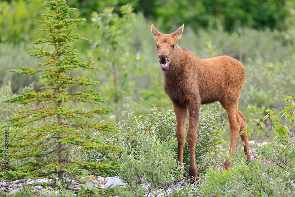 Fototapeta premium Alaska moose, Alces alces gigas, Miller Creek, Alaska, USA,