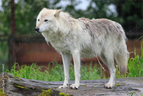 Arctic wolf, Canis lupus arctos, Kenai, Alaska, USA,