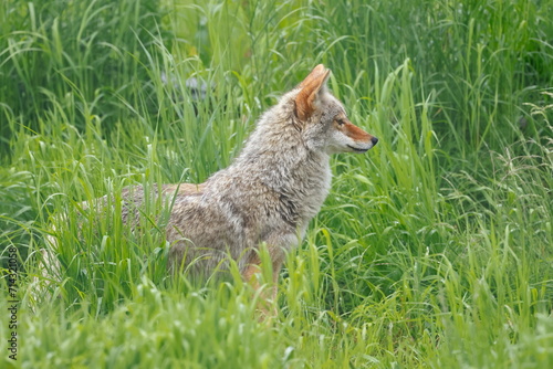 Coyote, Canis latrans, Kenai, Alaska, USA, © Kamil