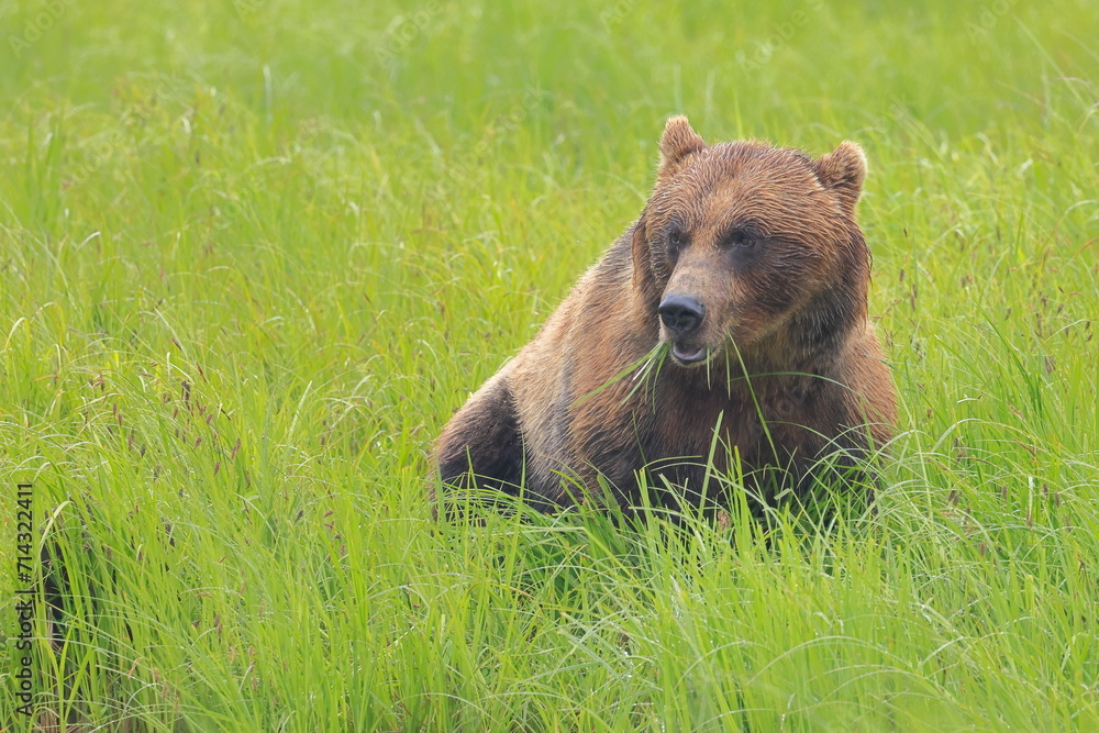 Fototapeta premium Grizzly bear, Ursus arctos horribilis, Kenai, Alaska, USA,
