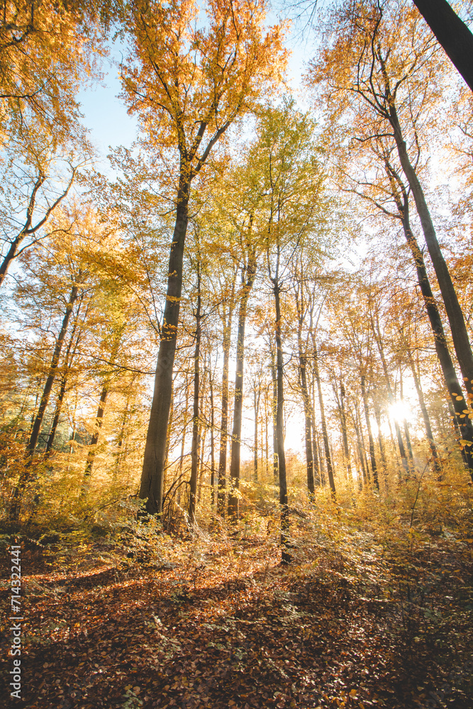Colourful autumn forest in the Brabantse Wouden National Park. Colour during October and November in the Belgian countryside. The diversity of breathtaking nature Colourful autumn forest in the Brabantse Wouden National Park. Colour during October and November in the Belgian countryside. The diversity of breathtaking nature