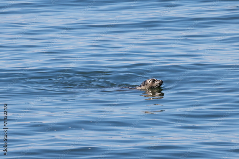 Harbor seal, Phoca vitulina, Alaska, USA, Harbor seal, Phoca vitulina, Alaska, USA,