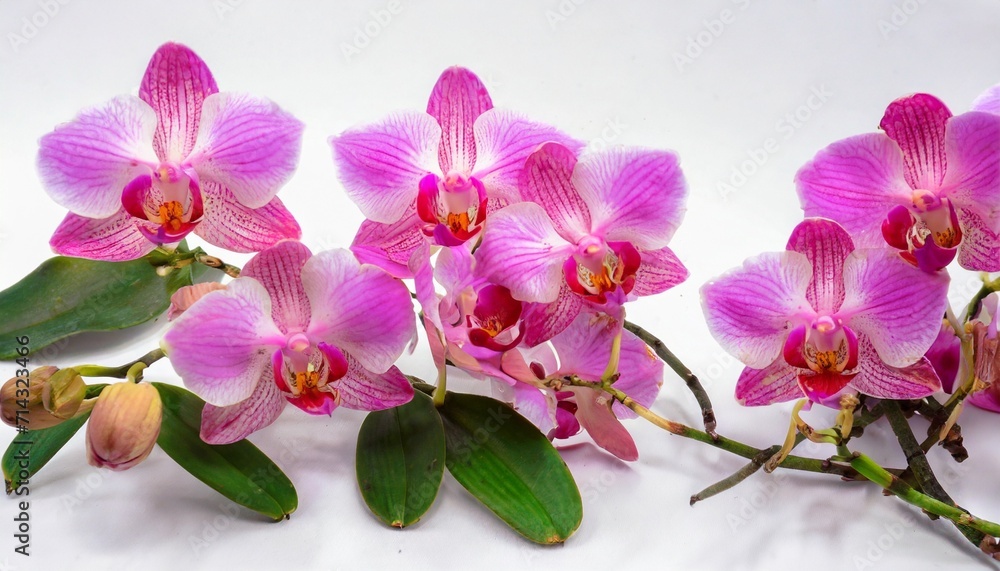 pink orchid blossom collection flower bundle on white background as pink orchid blossom collection flower bundle on white background as