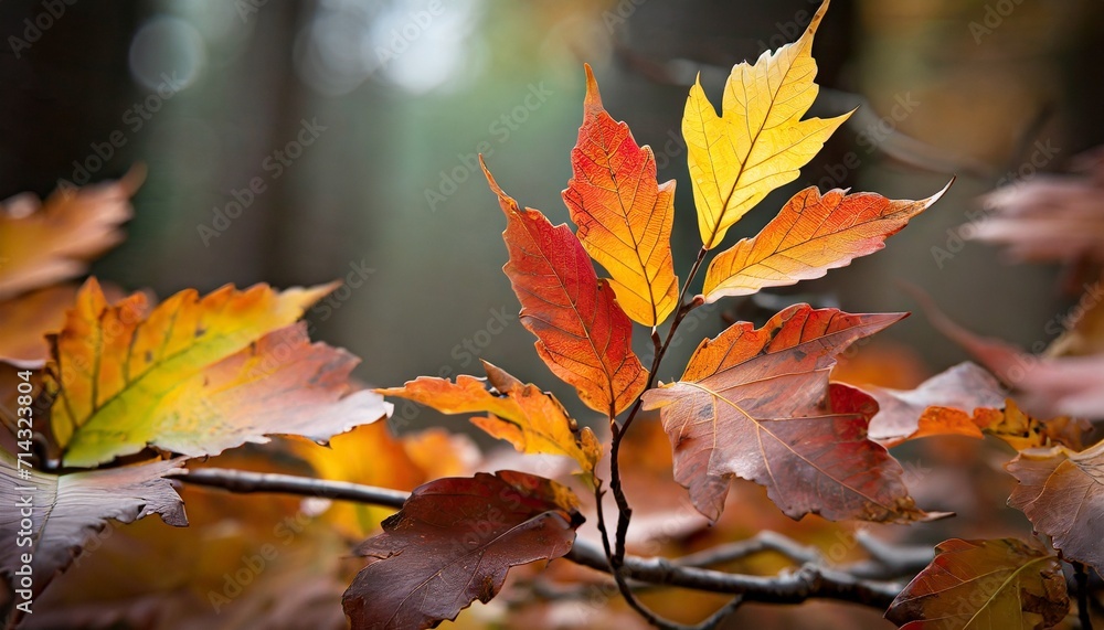 autumn composition colorful leaves in a row studio shot autumn composition colorful leaves in a row studio shot