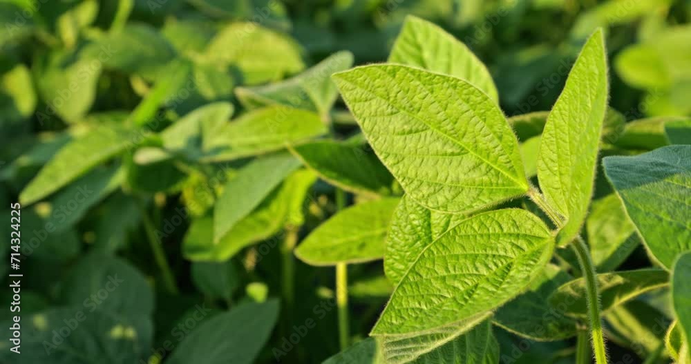 Captivating Slow Motion: The Elegance of Growing Green Soybeans Captivating Slow Motion: The Elegance of Growing Green Soybeans