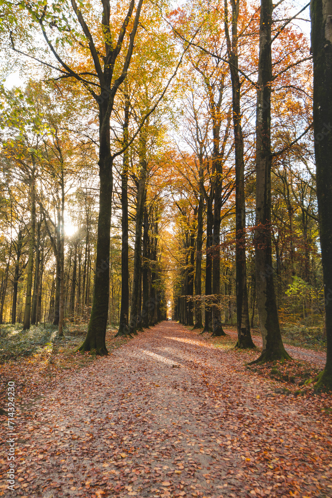 Fototapeta premium Colourful autumn forest in the Brabantse Wouden National Park. Colour during October and November in the Belgian countryside. The diversity of breathtaking nature