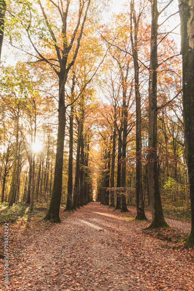 Colourful autumn forest in the Brabantse Wouden National Park. Colour during October and November in the Belgian countryside. The diversity of breathtaking nature