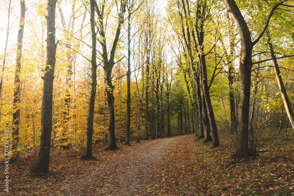 Obraz premium Colourful autumn forest in the Brabantse Wouden National Park. Colour during October and November in the Belgian countryside. The diversity of breathtaking nature