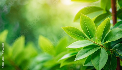 beautiful nature view of green leaf on blurred greenery background in garden and sunlight with copy space using as background natural green plants landscape ecology fresh wallpaper concept