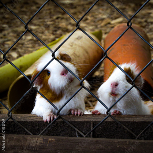 Φωτογραφία Guinea Pigs in an animal sanctuary in Colombia.