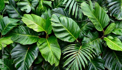 tropical green leaves background photo