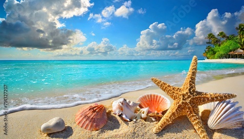 sea shells starfish tropical sand turquoise caribbean © Lucia