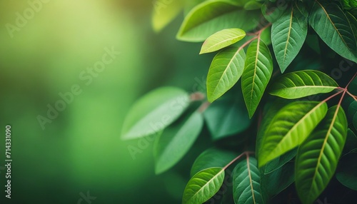 dark green leaf texture natural green leaves using as nature background wallpaper or tropical leaf cover page photo