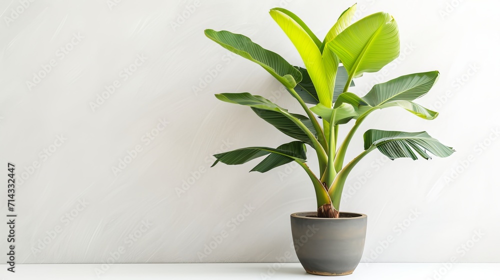 Potted banana plant isolated on white background - obrazy, fototapety, plakaty 