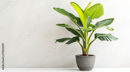 Potted banana plant isolated on white background photo
