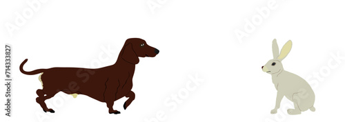 Dachshund dog hunter chasing prey rabbit vector illustration isolated on white background. Dog hunting hare rabbit. Domestic farm animal predator against prey.