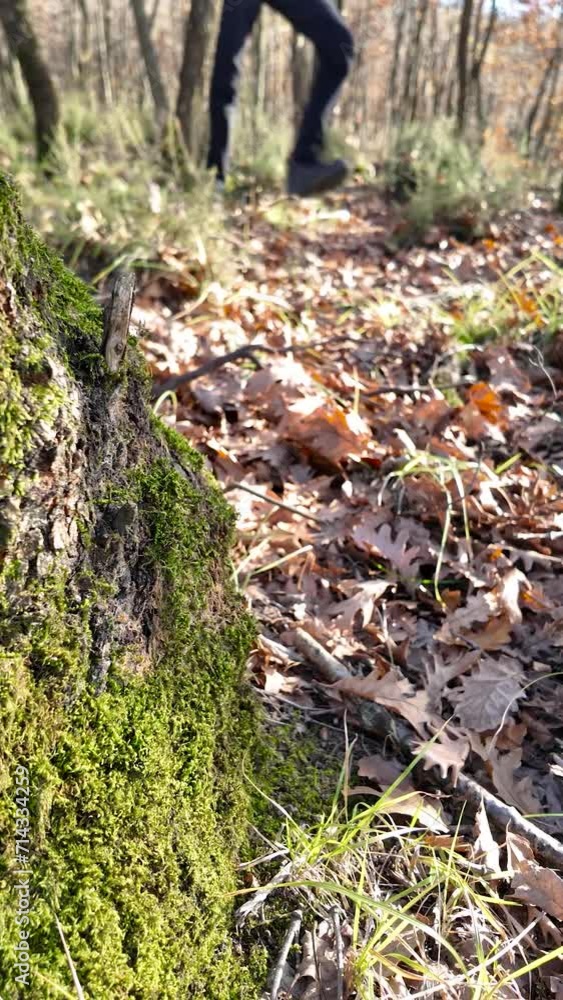 Hiking on autumn leaves in the forest alone. The camera is focused on moss-covered log. Hiking on autumn leaves in the forest alone. The camera is focused on moss-covered log.