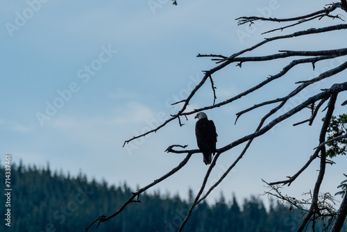 Lone eagle
A mature bald eagle sits alone in bare branches watching the waters off Jimmy Judd island for the first sign of hake fish floating to the surface photo