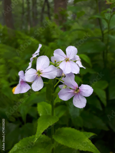 Small beautiful flowers of lilac color. Latin name  Cardamine bulbifera