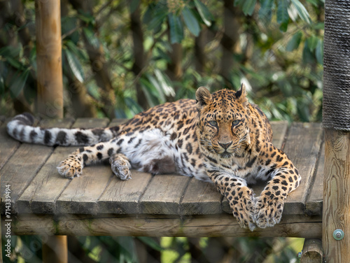 Lying down leopard e
