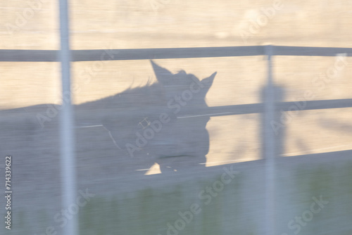 Schatten eines Pferdes in der Führmaschine mit Begrenzungsstangen