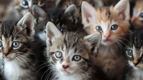 a close up of a bunch of kittens with different expressions 
