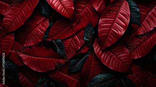 Dark red tropical leaf textures for background   dark nature concept with copy space