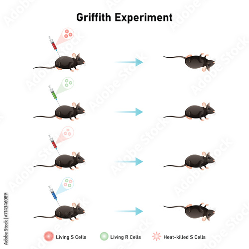Griffith Experiment Scientific Design. Vector Illustration.