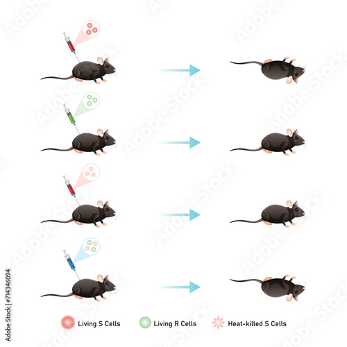 Griffith Experiment Scientific Design. Vector Illustration.