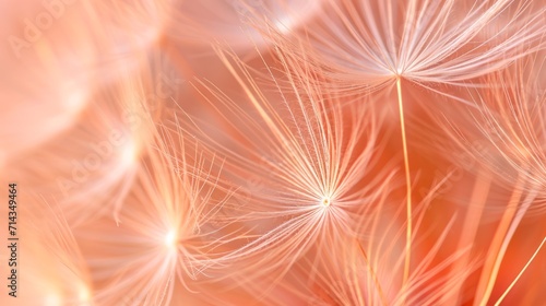 Dandelion fluff with trendy pastel Peach color. Abstract background. Concepts of delicate fashionable backdrop, dandelion seeds, calmness