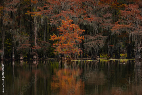 Fototapeta Naklejka Na Ścianę i Meble -  Caddo Lake in Texas during the Autumn season with the Cypress trees changing colors.