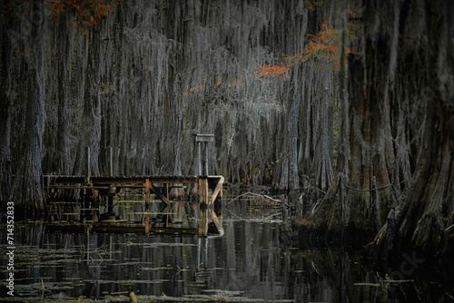 Caddo Lake in Texas during the Autumn season with the Cypress trees changing colors. photo