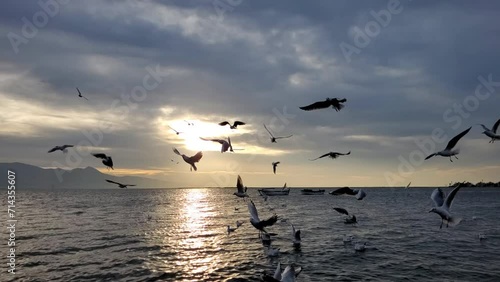 Seagulls flying on the sea. Cloudy sunset on a sea. Slowmotion.	