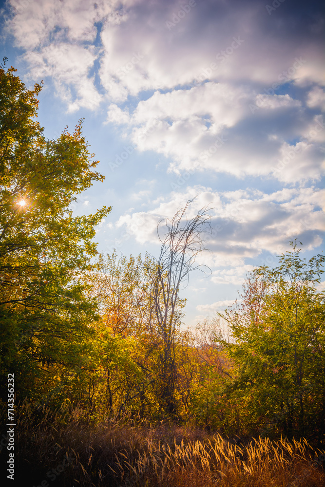 Obraz premium Rural Path Edged with Greenery, Autumnal Scene Against Blue Sky, White Clouds, and Orange Sun Setting During Dusk