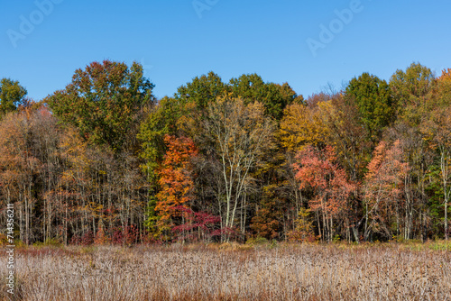 autumn in the forest