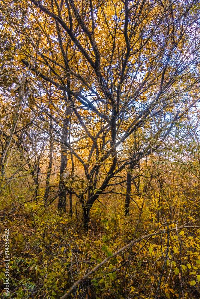 Sunset's Golden Hue Enhances Autumn Oak Trees with Sunbeams