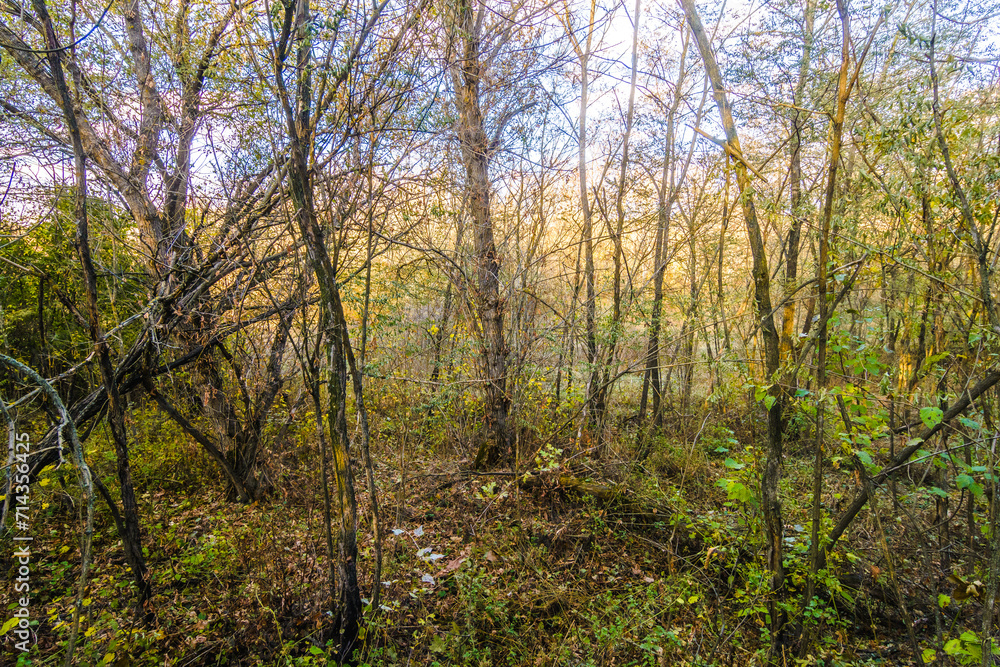 Obraz premium Golden Hour Casting Radiance on Autumn Oak Trees Amidst Sunbeams