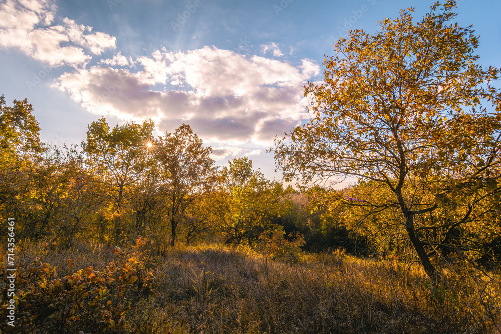 Thin, twisting oak trees with orange leaves, in the forest, illuminated by the evening sun, in a field with yellow dry grass, with a blue sky and white clouds in the background Thin, twisting oak trees with orange leaves, in the forest, illuminated by the evening sun, in a field with yellow dry grass, with a blue sky and white clouds in the background