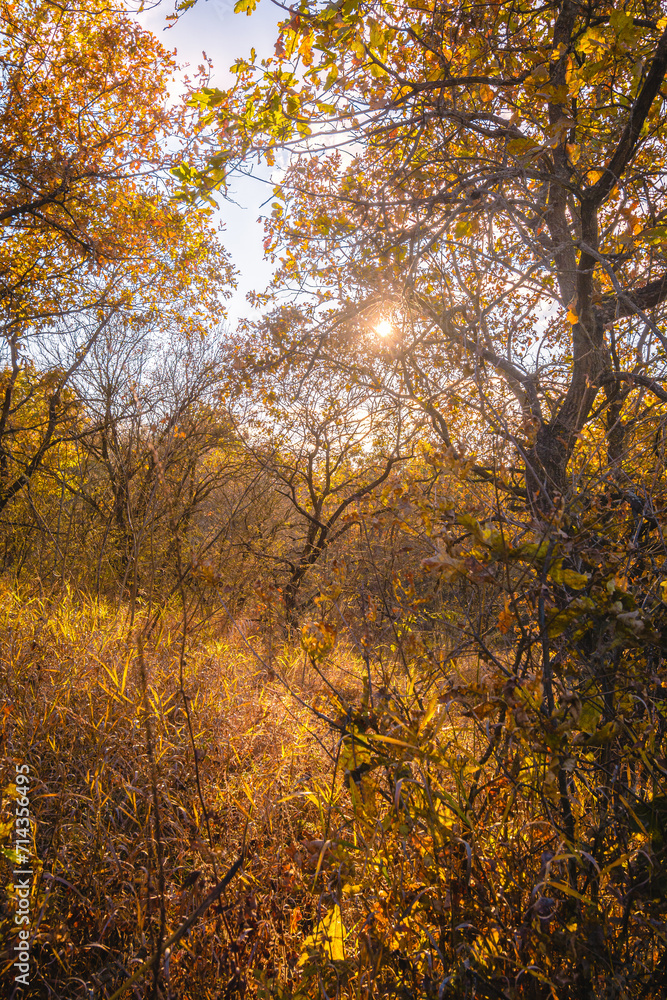 hin oak trees with orange leaves, in the forest, illuminated by the evening sun, in a field with yellow dry grass, with sunbeams in the background hin oak trees with orange leaves, in the forest, illuminated by the evening sun, in a field with yellow dry grass, with sunbeams in the background