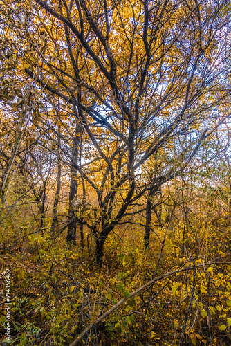 Sunset s Golden Hue Enhances Autumn Oak Trees with Sunbeams