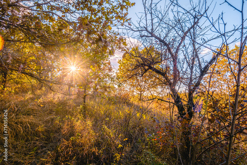 Sunbeams Illuminate Autumn Oak Trees in the Golden Sunset Setting