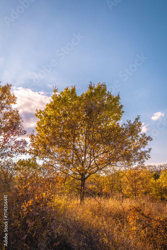 Fototapeta Naklejka Na Ścianę i Meble -  A solitary oak tree with orange-green leaves, growing in a field with dry orange grass, against the backdrop of a blue sky and white clouds