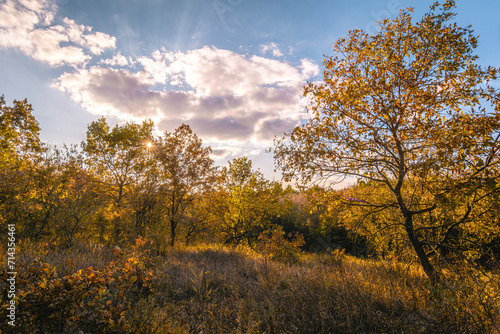 Thin  twisting oak trees with orange leaves  in the forest  illuminated by the evening sun  in a field with yellow dry grass  with a blue sky and white clouds in the background