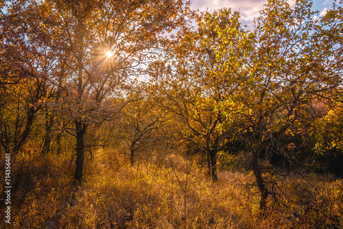 Thin  twisting oak trees with orange leaves  in the forest  illuminated by the evening sun  in a field with yellow dry grass