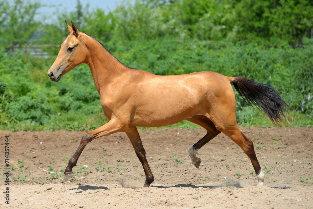 Two golden akhal-teke breed horses running in the park together. Beautiful horses Two golden akhal-teke breed horses running in the park together. Beautiful horses
