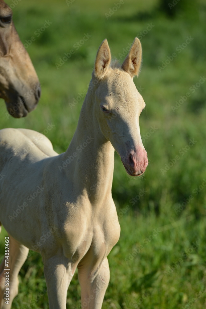 Two golden akhal-teke breed horses running in the park together. Beautiful horses