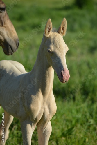 Two golden akhal-teke breed horses running in the park together. Beautiful horses